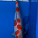 Sakura Kohaku 45cm Locan