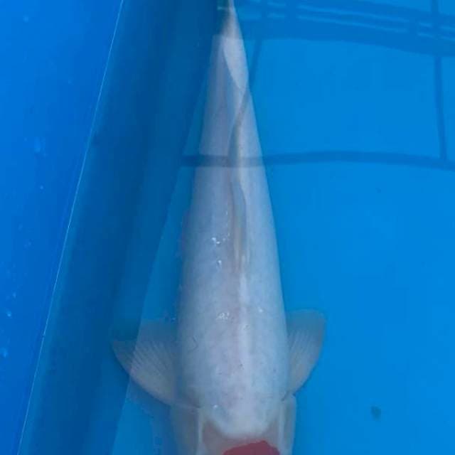 Tancho Kohaku 39cm Logan