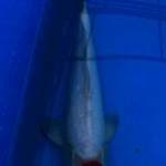 Tancho Kohaku 39cm Logan