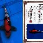 Showa Import 41cm Isa Strong
