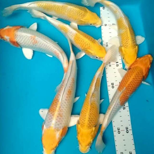 Hariwake 21-26cm(7ekor)
