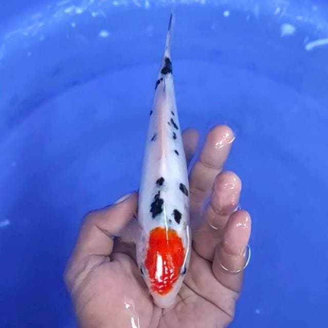 2. Doitsu aragoge -19cm