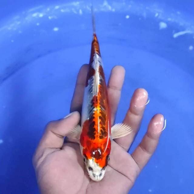 3. Bekko kiko -20cm