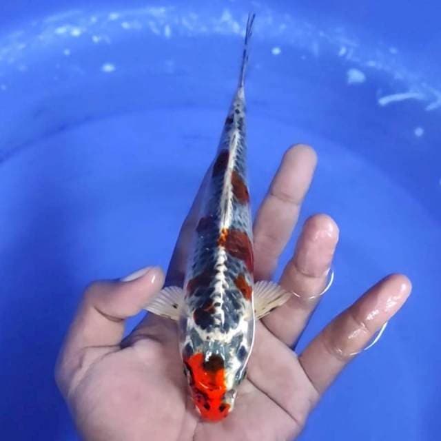 4. Bekko -19cm