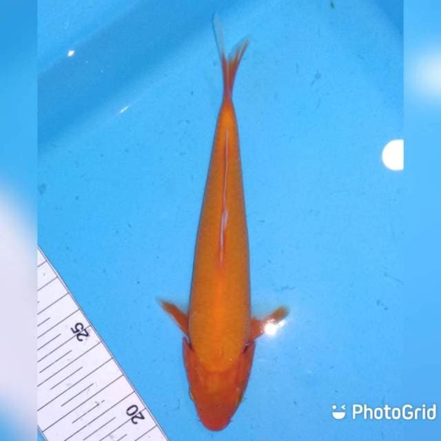 Aka hajiro 20cm