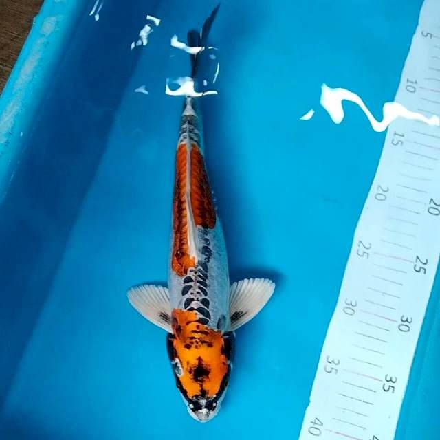 Kin kiko 30cm male