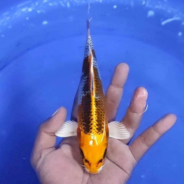 5. Kujaku -20cm -jantan