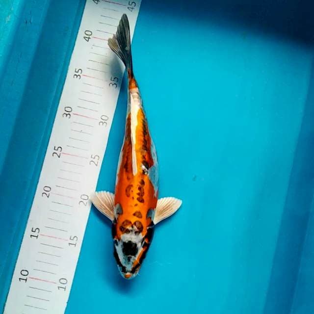 Kin kiko 31cm male