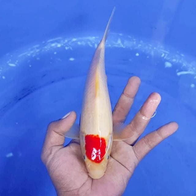 6. Tancho kohaku -23