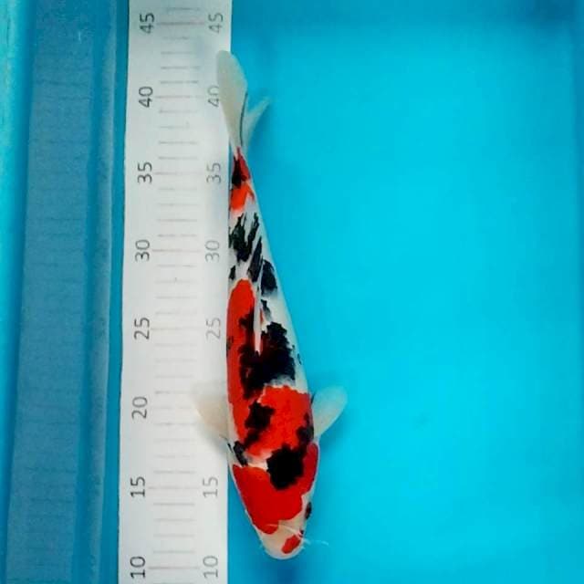 #3 Sanke Tsubosumi 32cm male