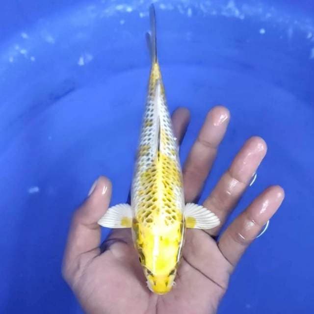 12. Kujaku -20cm