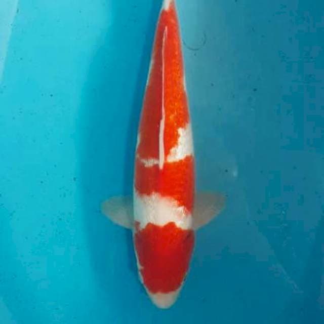Kohaku ginrin