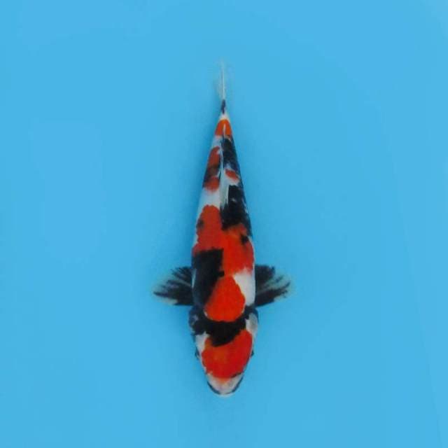 MARUTEN SHOWA GOOD PATTERN