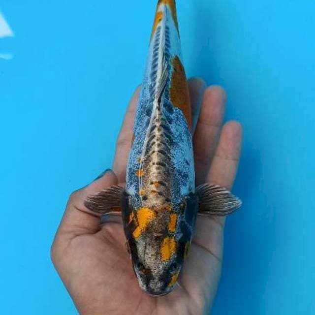 Kin kikokuryu 24cm