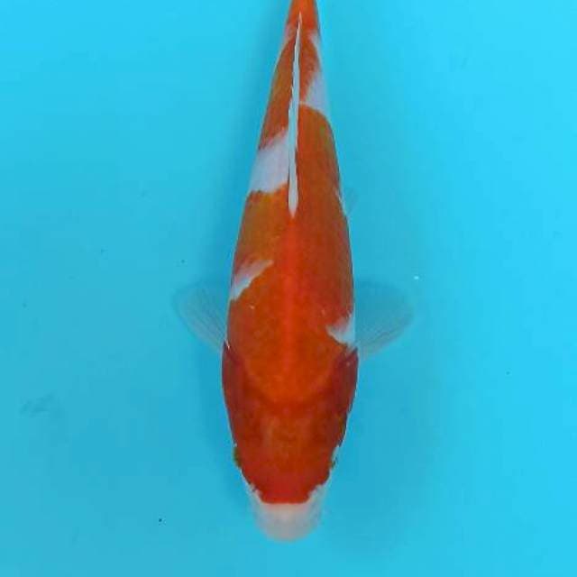 Inazuma bulky kohaku 24cm