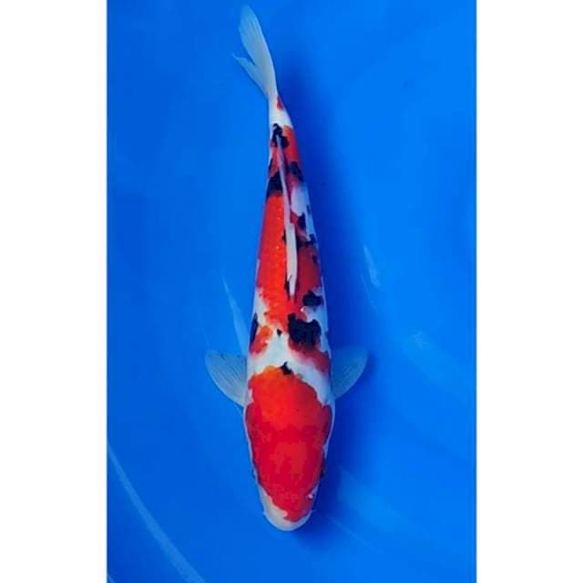 HQ Sanke Original Patern 30cm (F)