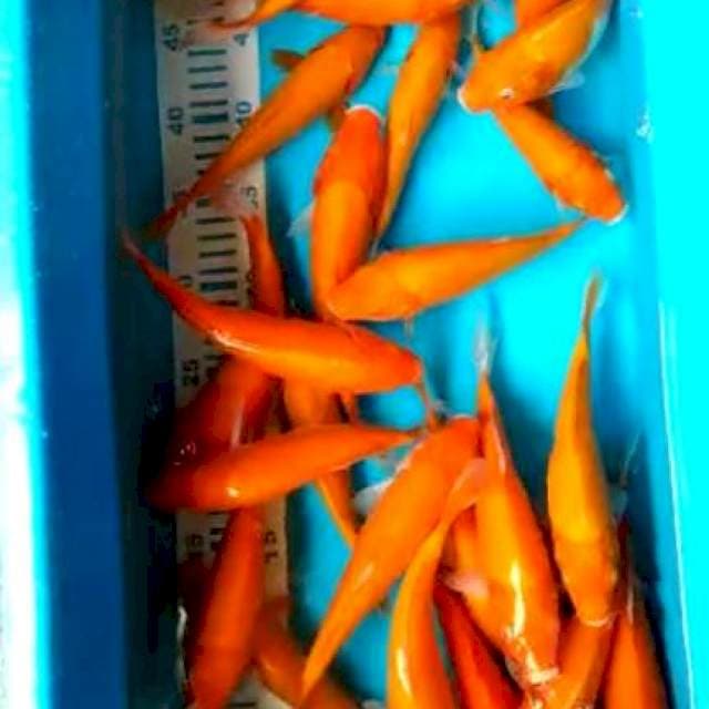 Akahajiro 20bu 30,ekor