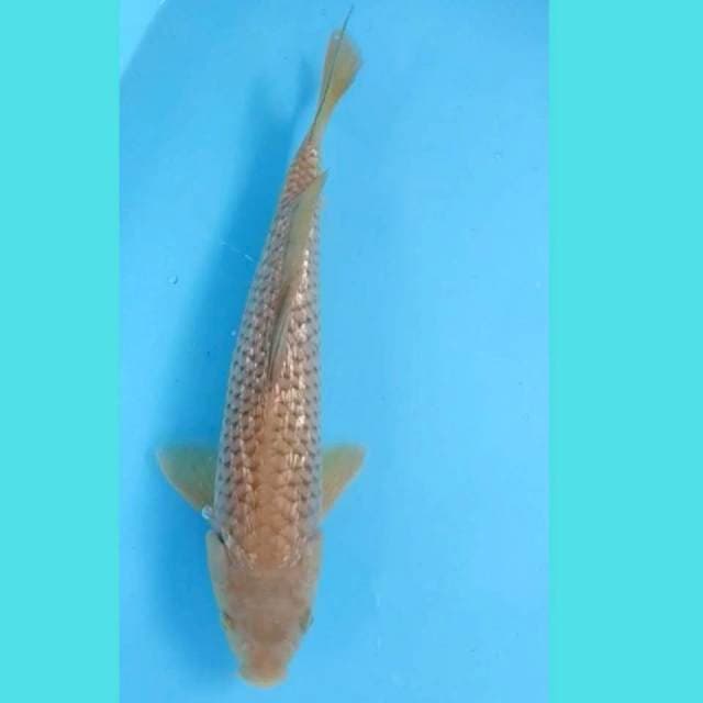 Midorigoi 32cm