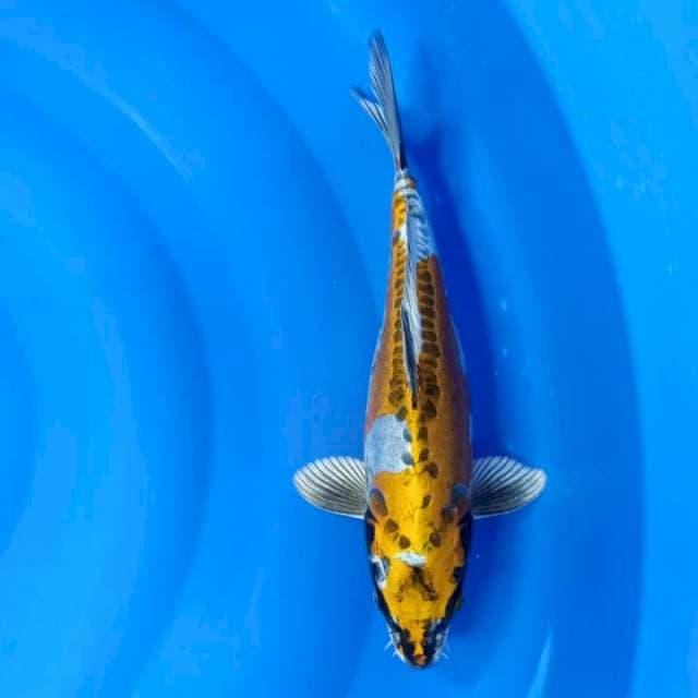 Antikan KIKO 32Cm