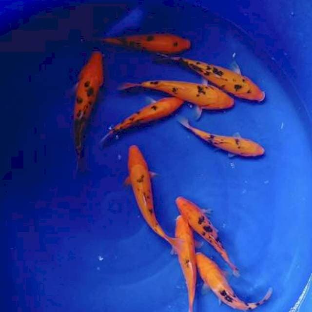 Akabeko 20bu 10ekor