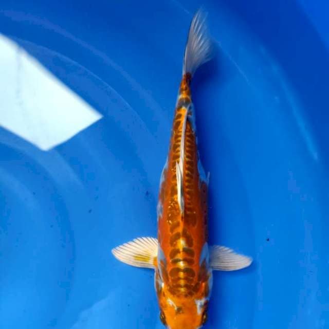 Kiko 34Cm