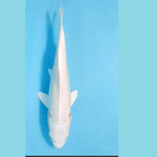 Platinum 33cm