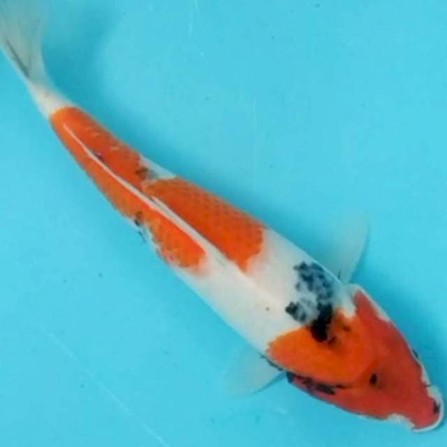 Showa Bulky 31cm