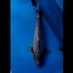 Asagi jumbo 43 cm