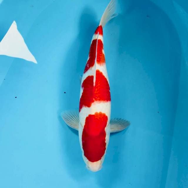 Kohaku Red Strong, jantan 35 cm 