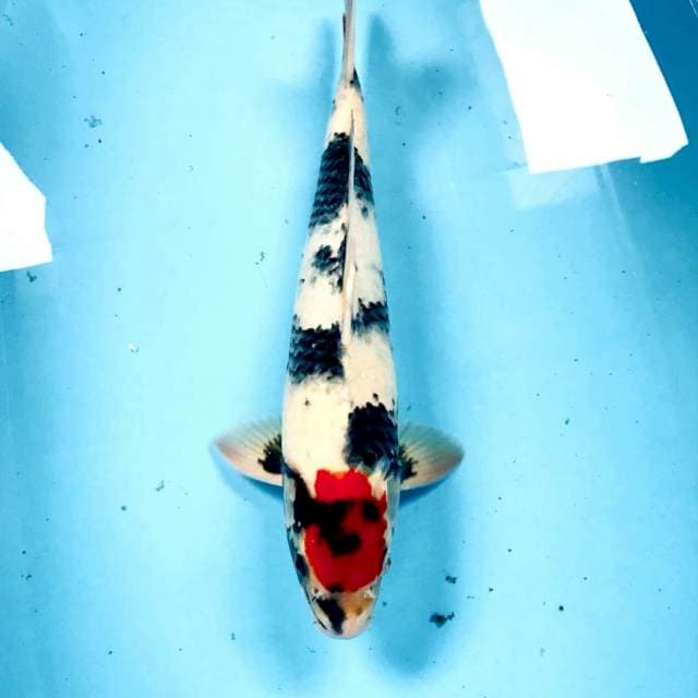 Tancho Showa, jantan 37 cm
