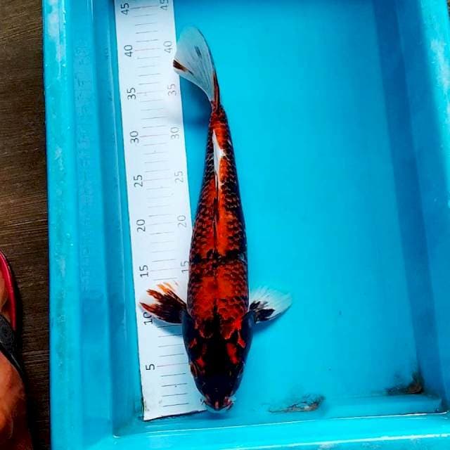BeniMatsukawabake 40cm