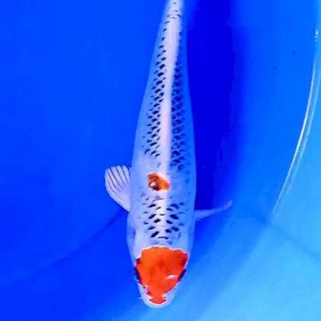 Kujaku 27 cm