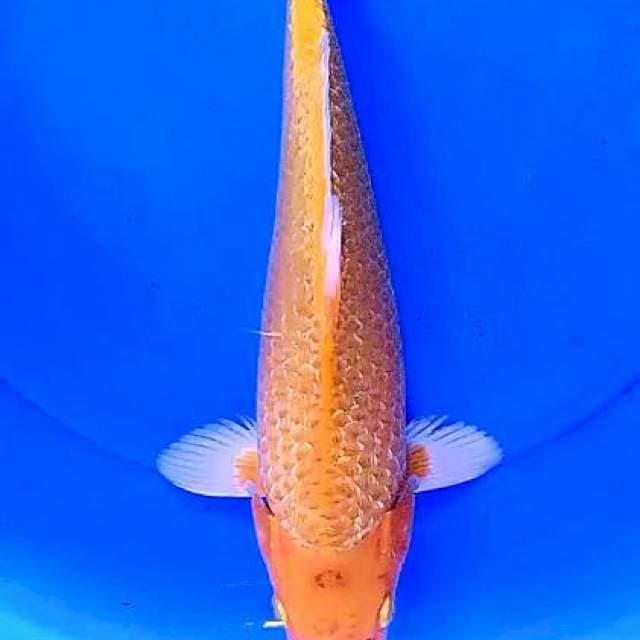 Karasi ogon ginrin 31