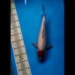 Tancho kohaku jumbo 38 cm