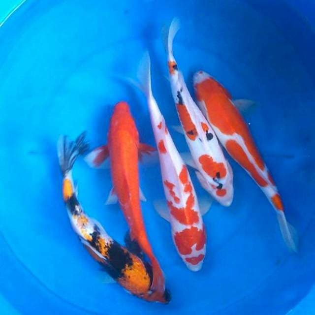 Sk mix