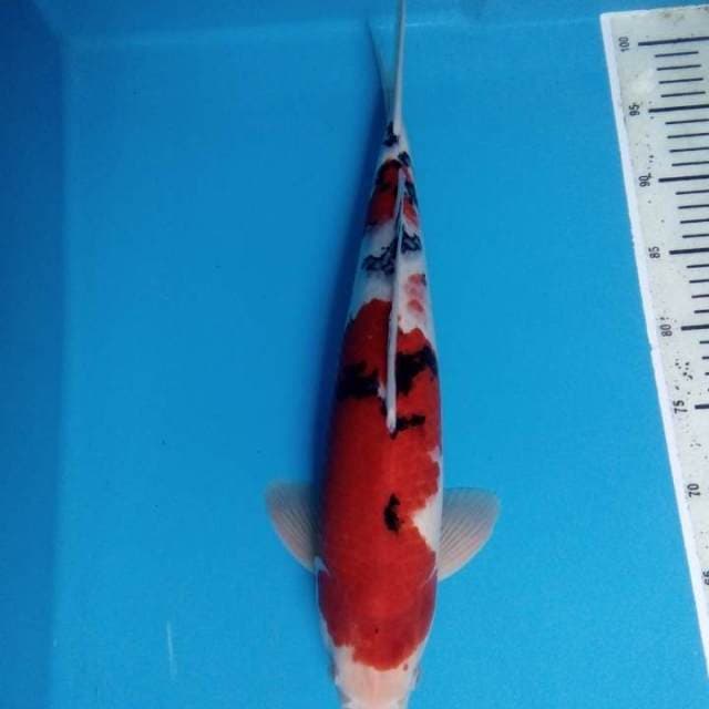 Sanke Kuchibeni 45 cm