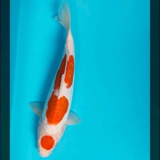 Maruten doitsu kohaku 32cm