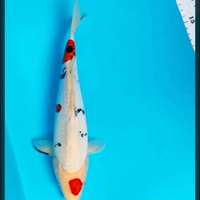 Tancho sanke doitsu 30cm