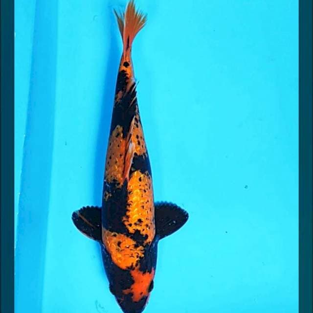 Hi utsuri ginrin 32cm male