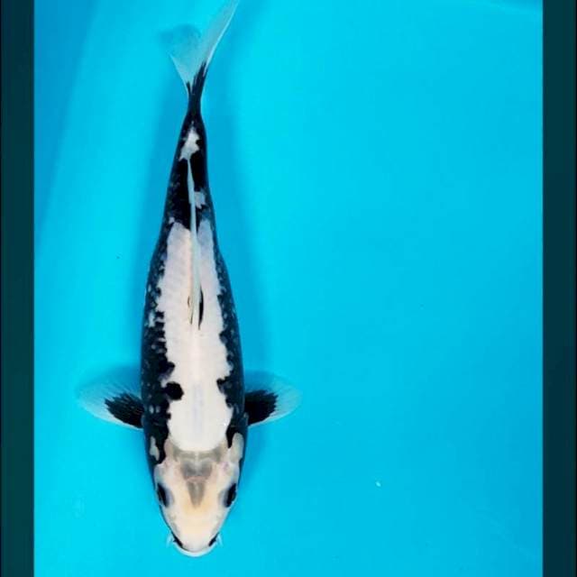 Matsukawabake ori 25cm