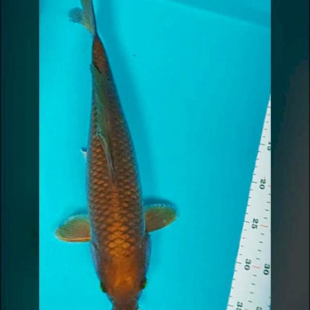 Chagoi tembaga 39cm