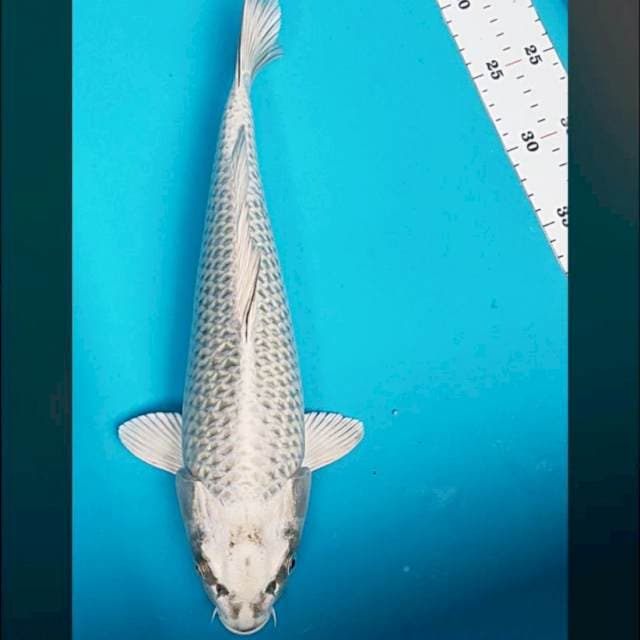 Mukashi punuk 34cm