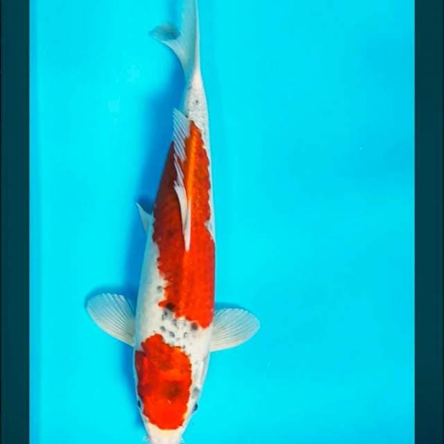 Goshiki strong 33cm male