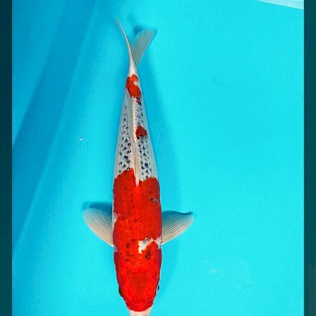 Goshiki super red 31cm male