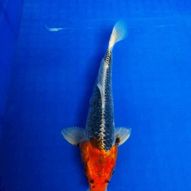 Tanco Ghosiki ori 25cm
