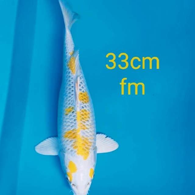 Hariwake bulky 33cm