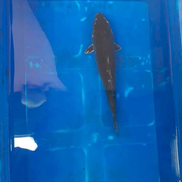 Black soragoi hikari 28 cm