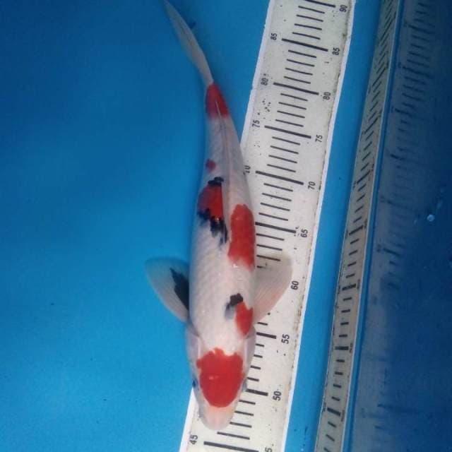 Sanke 39 cm