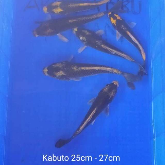 KABUTO 6 ekor 25-27cm