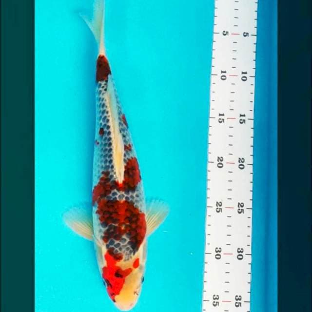 Goshiki 33cm male
